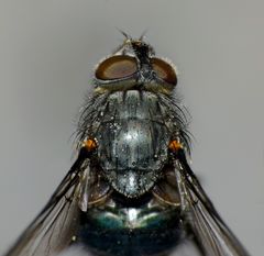Ptilonesia auronotata