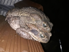 Rhinella diptycha