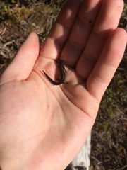 Plethodon welleri