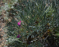 Oxytropis aciphylla
