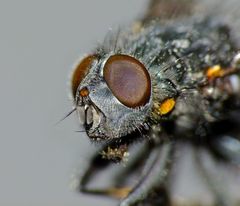 Ptilonesia auronotata