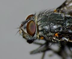 Ptilonesia auronotata