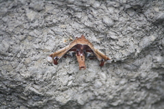 Eutelia pulcherrimus