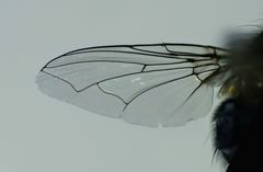 Ptilonesia auronotata