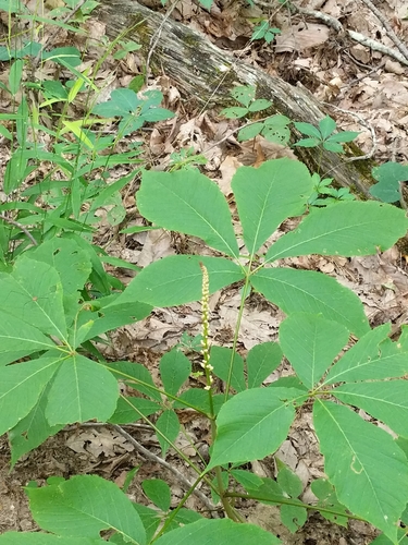Aesculus parviflora