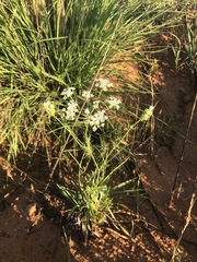 Eurytaenia texana