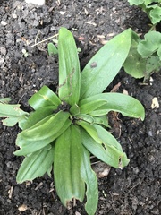 Angiospermae