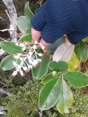 Brachyglottis buchananii