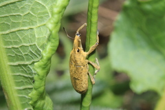 Lixus mucidus