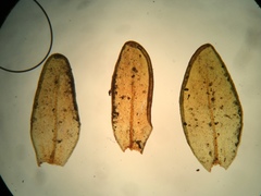 Nyholmiella gymnostoma