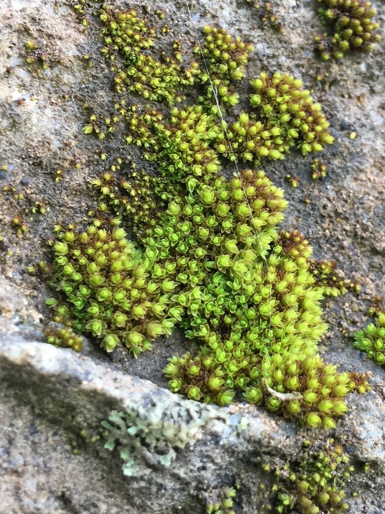 Aspen Bristle-moss