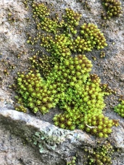 Nyholmiella gymnostoma