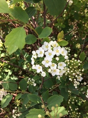 Spiraea × vanhouttei