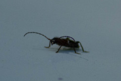 Phymatodes nitidus