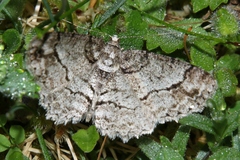 Paradarisa consonaria