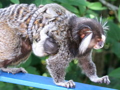 Common Marmoset photo 3