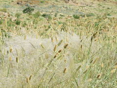 Fingerhuthia africana