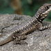 Lava Lizards - Photo (c) Peter Chen 2.0, some rights reserved (CC BY), uploaded by Peter Chen 2.0