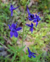 Delphinium decorum decorum