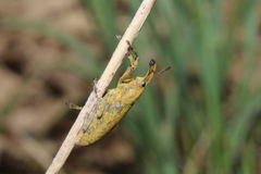 Lixus mucidus