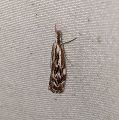 Catoptria oregonicus