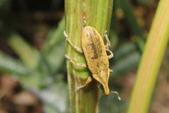 Lixus mucidus
