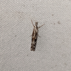 Catoptria oregonicus