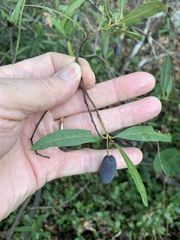 Cryptocarya angustifolia