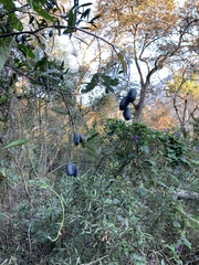 Cryptocarya angustifolia