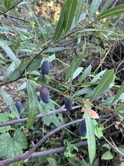 Cryptocarya angustifolia