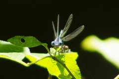 Argia vivida