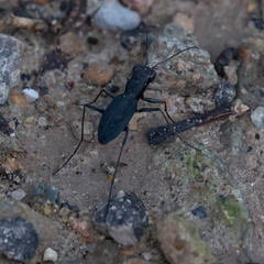 Dromochorus pilatei