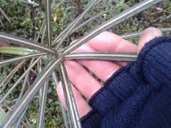 Pseudopanax linearis