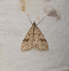 Udea washingtonalis