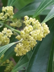 Phillyrea angustifolia