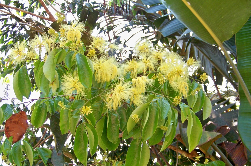 Inga pilosula