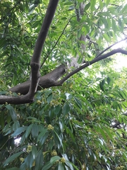 Phillyrea angustifolia