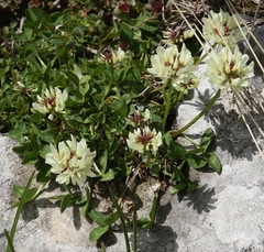 Trifolium pallescens
