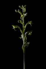 Habenaria arenaria