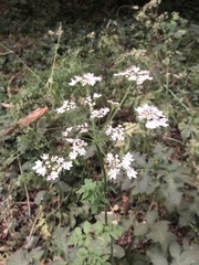 Heracleum sphondylium
