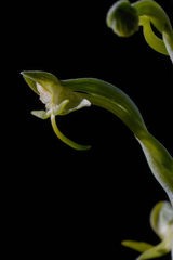 Habenaria arenaria