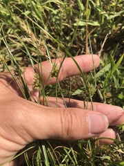Cyperus retroflexus