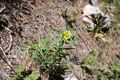 Lithospermum multiflorum