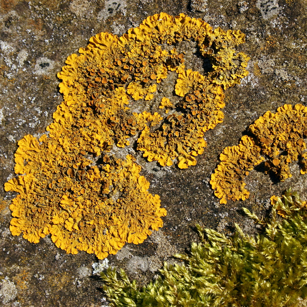 Sunburst Lichens and Allies