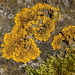 Sunburst Lichens and Allies - Photo (c) Luc De Leeuw, some rights reserved (CC BY-NC-SA)