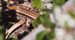 Plestiodon skiltonianus skiltonianus