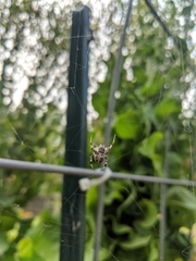 Metepeira labyrinthea