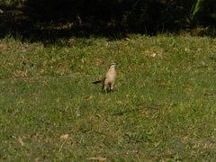 Mimus saturninus