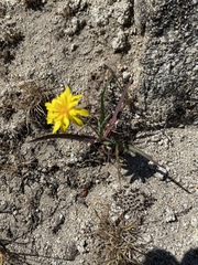 Agoseris parviflora