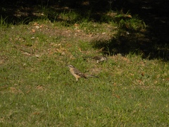 Mimus saturninus